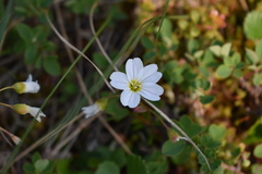 Montia bostockii