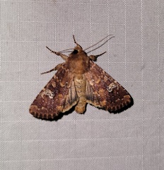 Sideridis congermana