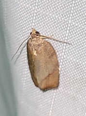 Argyrotaenia juglandana