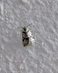 Nycteola kebea