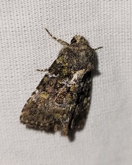 Oligia chlorostigma