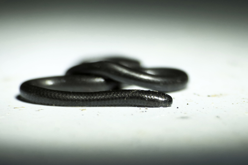 Goggle-eyed worm snake