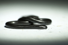 Leptotyphlops macrops
