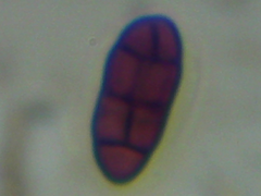 Pithomyces valparadisiacus