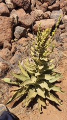 Verbascum sinaiticum