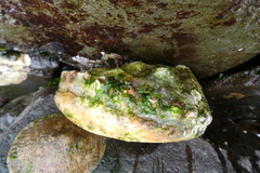 Haliotis kamtschatkana