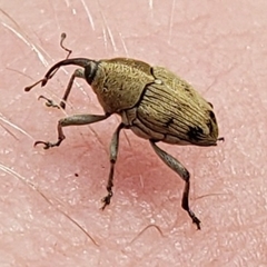 Geraeus penicillus