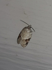 Acleris ptychogrammos