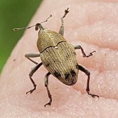 Geraeus penicillus