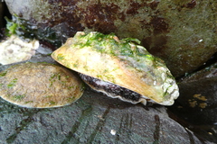 Haliotis kamtschatkana