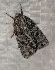 Acronicta hamamelis