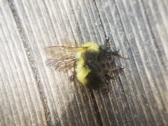 Bombus perplexus