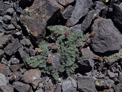 Cymopterus cinerarius