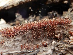 Murinectria polythalama