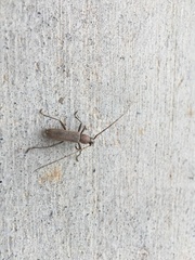 Enaphalodes hispicornis