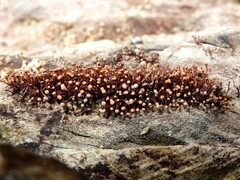 Murinectria polythalama