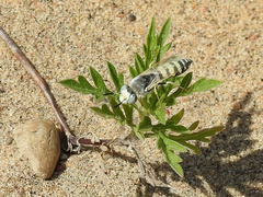 Philanthus albopilosus