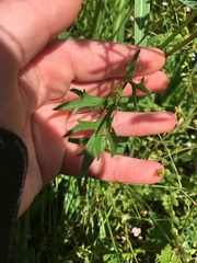 Ranunculus orthorhynchus