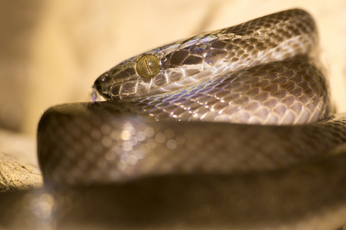 Boaedon fuliginosus