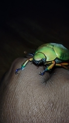 Chrysina macropus