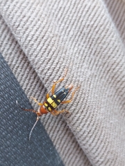 Typocerus gloriosus