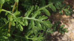 Eucrypta chrysanthemifolia bipinnatifida