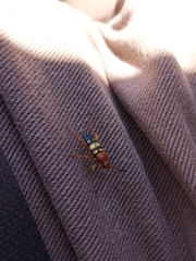 Typocerus gloriosus
