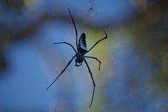 Trichonephila inaurata madagascariensis
