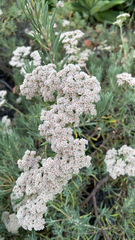 Eriogonum arborescens