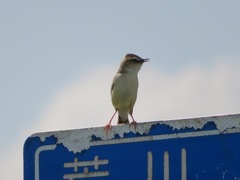 Cisticola juncidis