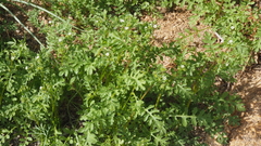 Eucrypta chrysanthemifolia bipinnatifida