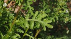 Eucrypta chrysanthemifolia bipinnatifida