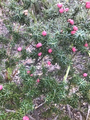 Leptecophylla oxycedrus