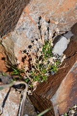 Cherleria biflora