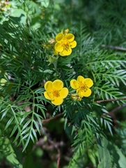 Dasiphora fruticosa