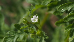 Eucrypta chrysanthemifolia bipinnatifida