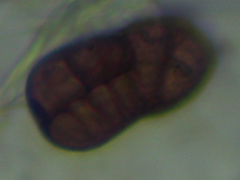 Stemphylium