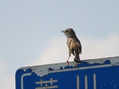 Cisticola juncidis