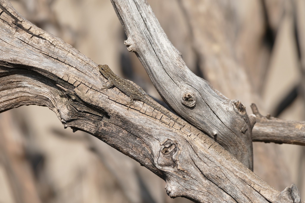 Mann's Dwarf Gecko