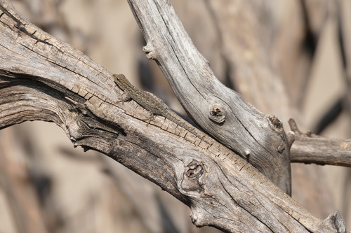 Lygodactylus manni