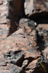Bromus pumpellianus
