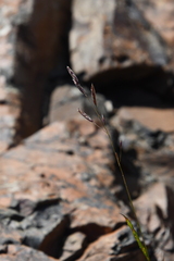 Bromus pumpellianus