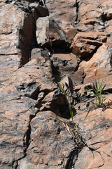 Bromus pumpellianus