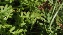 Eucrypta chrysanthemifolia bipinnatifida