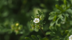 Eucrypta chrysanthemifolia bipinnatifida