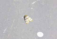 Garudinodes bilineata