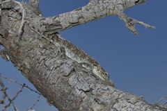 Acanthocercus atricollis