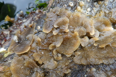 Dendrobeania lichenoides