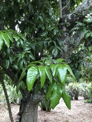 Alectryon excelsus grandis