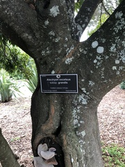 Alectryon excelsus grandis